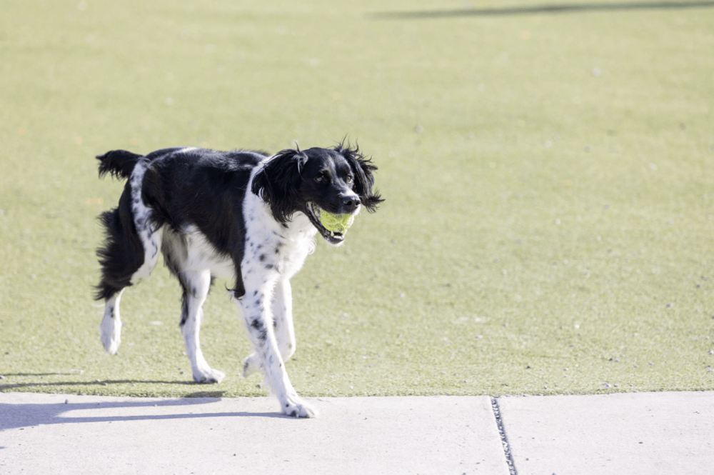 dogpark